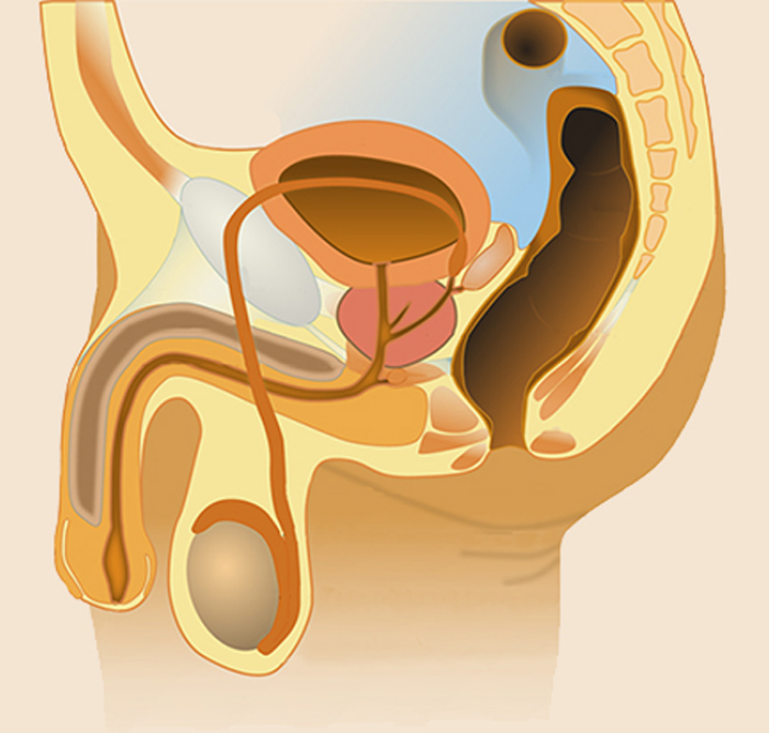 Understanding Male Sexual & Reproductive Health